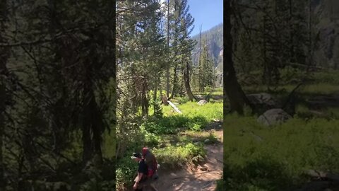 Mama and baby bear, grand Tetons. Take your #4wd to the #outdoors. #jeep #honda #diy