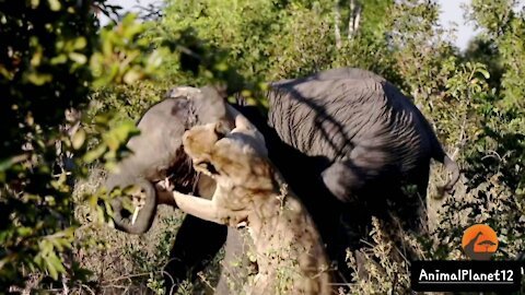 One Lioness Tries to Hunt Elephant(1080P_HD)_1.mp4