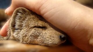 Adorable Yellow Mongoose loves a neck rub