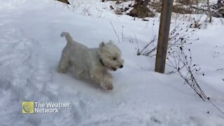 Dogs go for a run in a Newfoundland winter wonderland