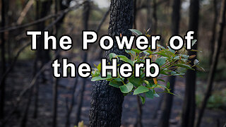 The Power of the Herb Lomatium and its Importance in the Herbal Medicine World