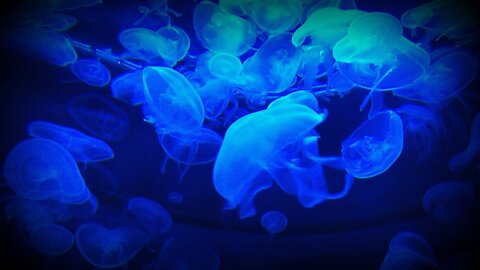 awesome blue jelly fhishs in deep sea