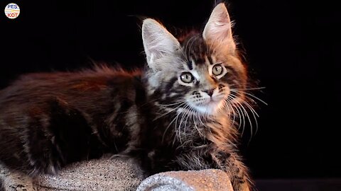 KITTEN MAINE COON BLACK MARBLE.