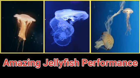 Amazing Jellyfish Performance