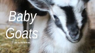 Baby Goats (doo doo doo do-do-do-do)