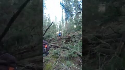 More trees down on a Philmont trek #shorts