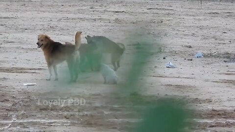 Great Time For Black Labrador Retriever Vs German Shepherd Dog