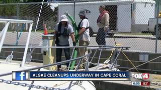 Algae cleanup in Cape Coral