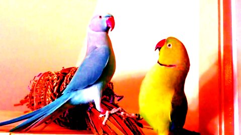 Two Parrot Brothers Speak English To Each Other 🤩