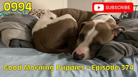 [0994] GOOD MORNING PUPPIES - EPISODE 374 [#dogs #doggos #doggos #puppies #dogdaycare]