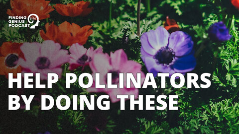 Help Pollinators by Doing These #shorts