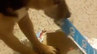 Special needs dog opens Christmas presents