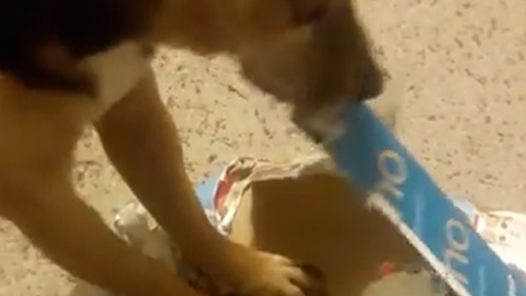 Special needs dog opens Christmas presents