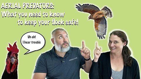 Video Chicken Live: Aerial Predators: What You Need to Know