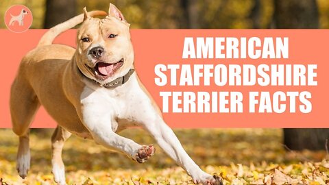 American Staffordshire Terrier Dog Breed: 10 Amazing Facts You Must Know