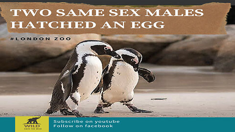 TWO SAME SEX PENGUINS HATCHED AN EGG | LONDON ZOO