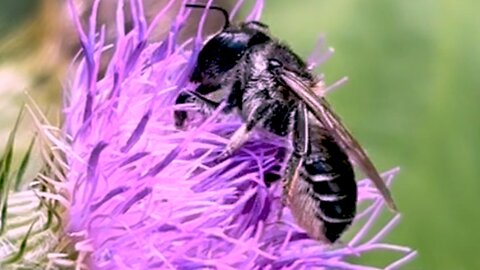 Bee gathers pollen from thistle and packs it on her belly hairs