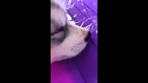 Baby Husky Blows Bubbles While Sleeping In Water Bowl