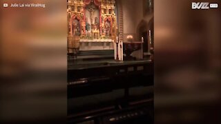 Procione invade l'altare durante la messa