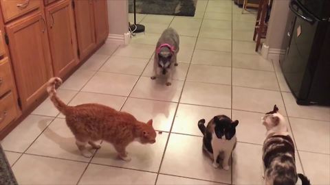 Dog Sneaks Up On Cats For Some Food