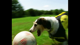 World Cup Pup