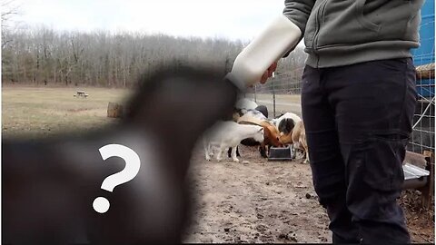 Did We Need This? | Three Little Goats Homestead Vlog