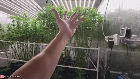 What Really Gives Fat Buds - Overwatering, Root Rot, & Nutrient Deficiencies -Day 35