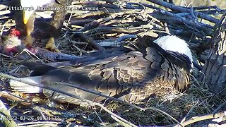 Hays Eagles Dad brings a Fish for the Pantry for Eaglet 32623 831