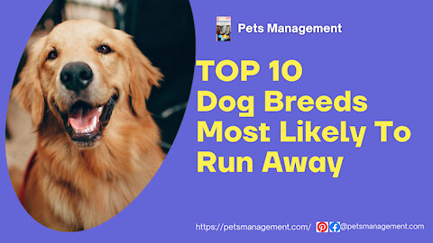 TOP 10 Dog Breeds Most Likely To Run Away