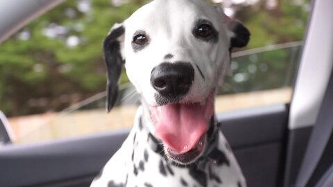 Luna Enjoying a Tesla Drive