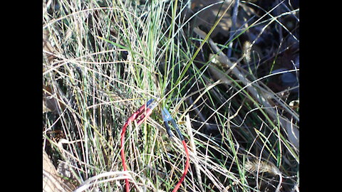 Earthing with Our Fall Grass Dec 2020