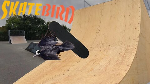 OUCH!!| SkateBird #2