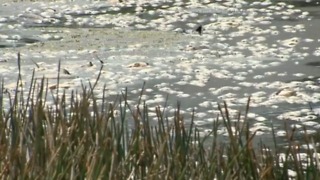 Hundreds of fish dead in pond near Jupiter