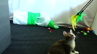 Kitten Is Fond of Playing