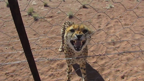 Rescued cheetah has an attitude