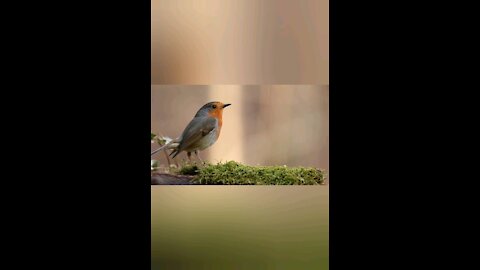 A bird singing magnificence with relaxing music