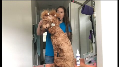 How to groom a poodle 🐩