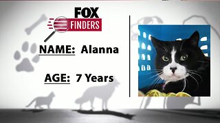 FOX Finders Pet Finder - Meet Alanna