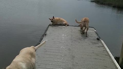 "Dog Falls Off Dock Into Lake"