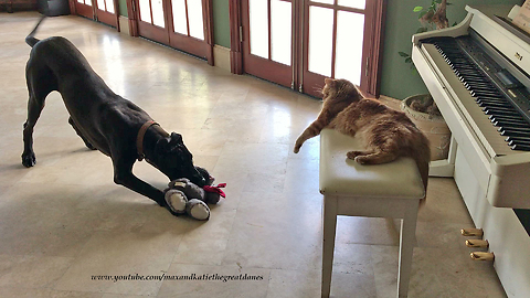 Great Dane shows off her toy to cat buddy
