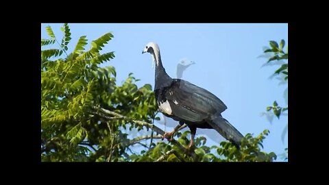 jacutinga em arvore tranquila natureza pura