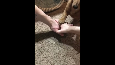 Pup knows about the importance of teamwork