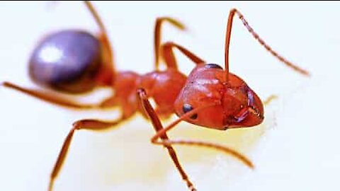 Ants caught in downpour create life raft to survive