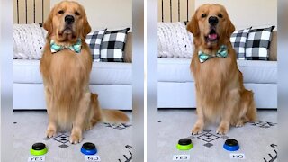 Golden Retriever Answers Questions With "Yes" & "No" Buttons