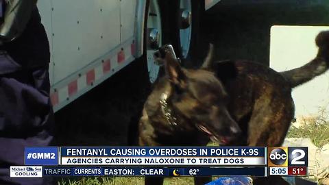 Fentanyl causing overdoses in K-9s