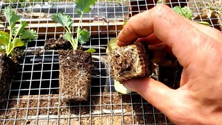 BEST Way to Start Seeds for Healthiest Seedlings