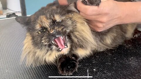 Grooming a Sassy Tortoiseshell Cat!