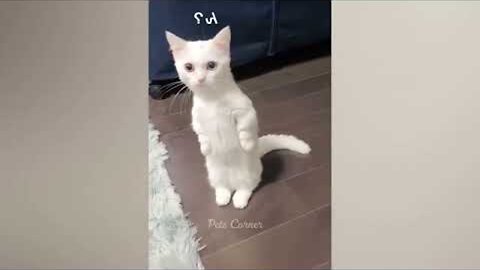 Funny animals - Funny cats / dogs - Funny animal videos / Best videos 2023
