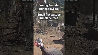 Female guinea fowl sound and features