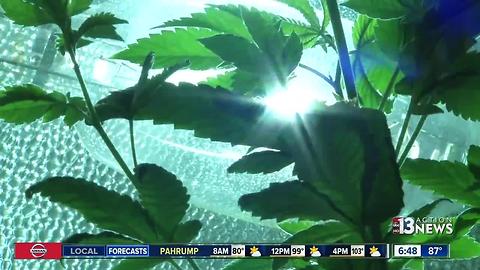 Public education campaign answers questions on recreational marijuana use